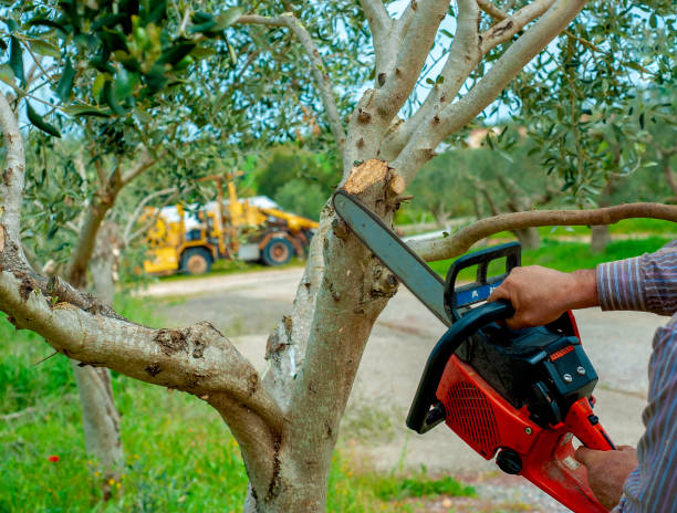 Mount Gilead, OH Tree Service Company